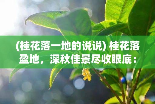 (桂花落一地的说说) 桂花落盈地，深秋佳景尽收眼底：漫步赏秋色，体会桂香滋味的完美瞬间。